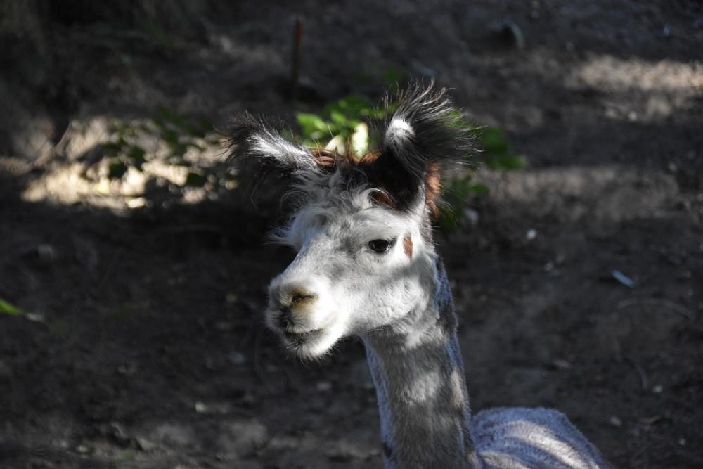 Alpaca Male Alpaca Group Leader Eye Alpaca Alpaca Male Alpaca Group Leader Eye Alpaca