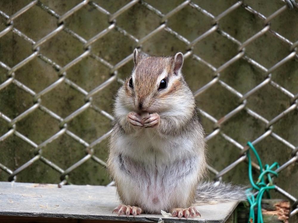 Animal Squirrel Chipmunk Diet Sunflower Seeds Animal Squirrel Chipmunk Diet Sunflower Seeds
