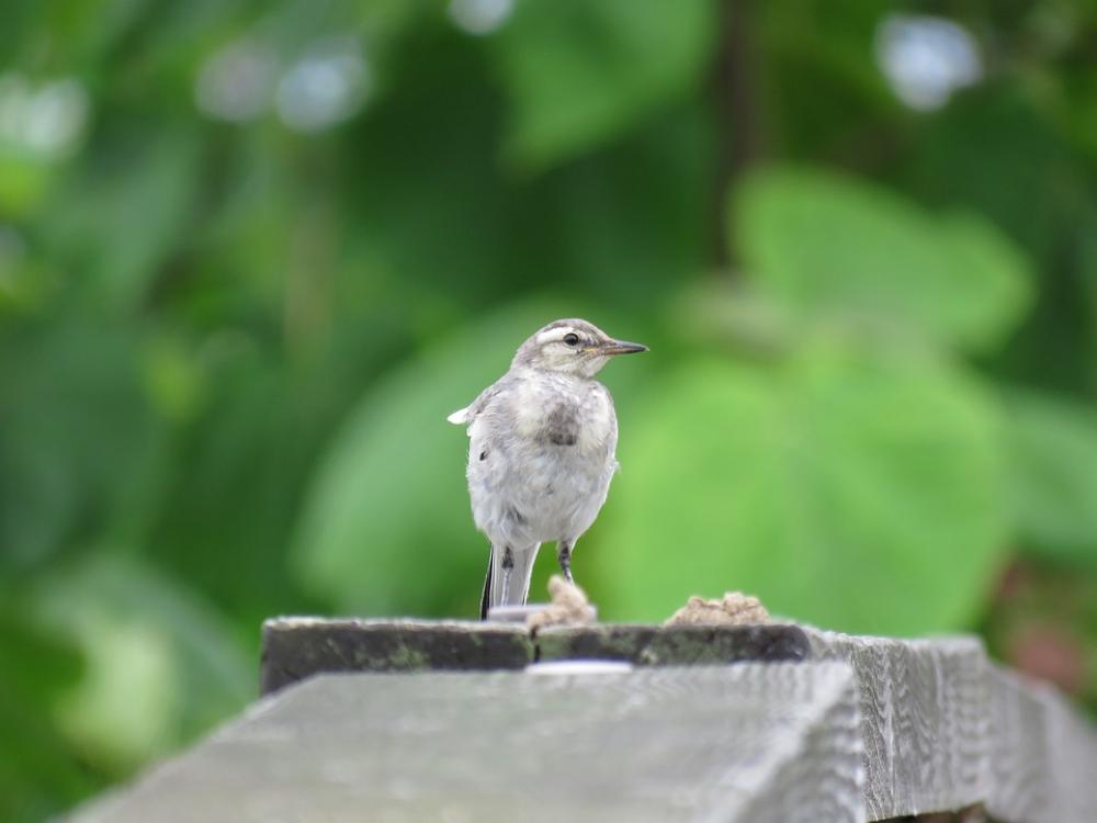 Animal Wild Birds Little Bird High Security Level Animal Wild Birds Little Bird High Security Level