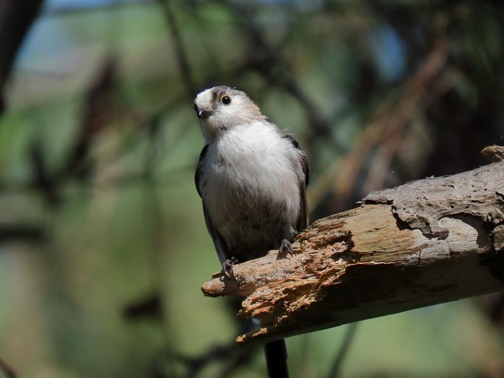 Animal Forest Green Wood Bird Wild Birds Animal Forest Green Wood Bird Wild Birds