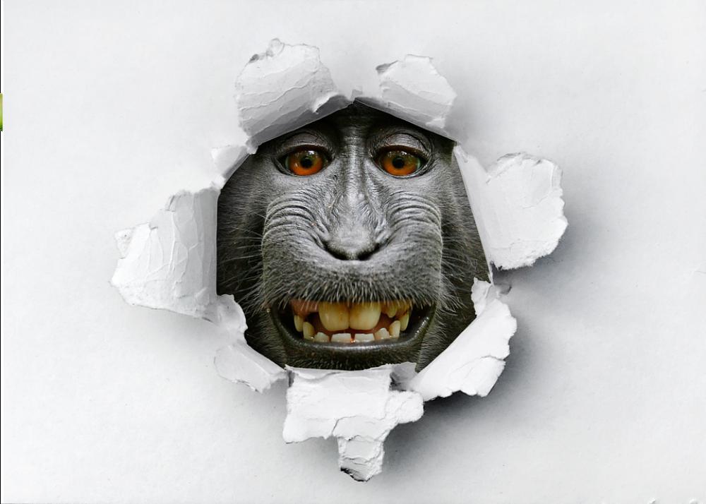 Animals Monkey Funny Portrait Nature Art Animals Monkey Funny Portrait Nature Art