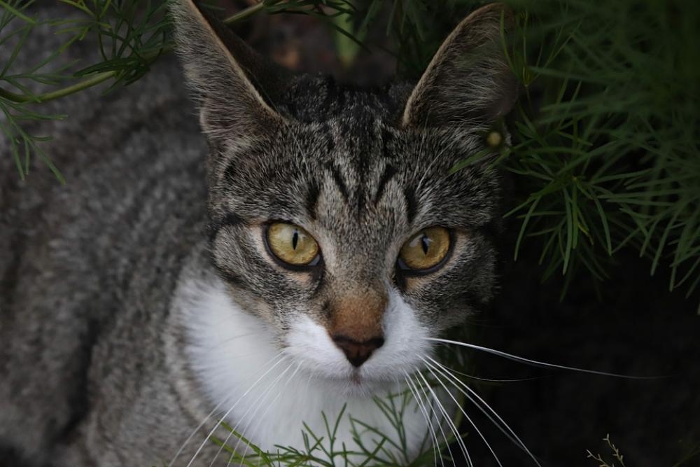 Animals Wild Cat Nature Animals Wild Cat Nature