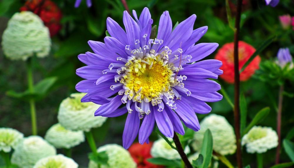 Aster Flowers Blue Garden Summer The Petals Aster Flowers Blue Garden Summer The Petals