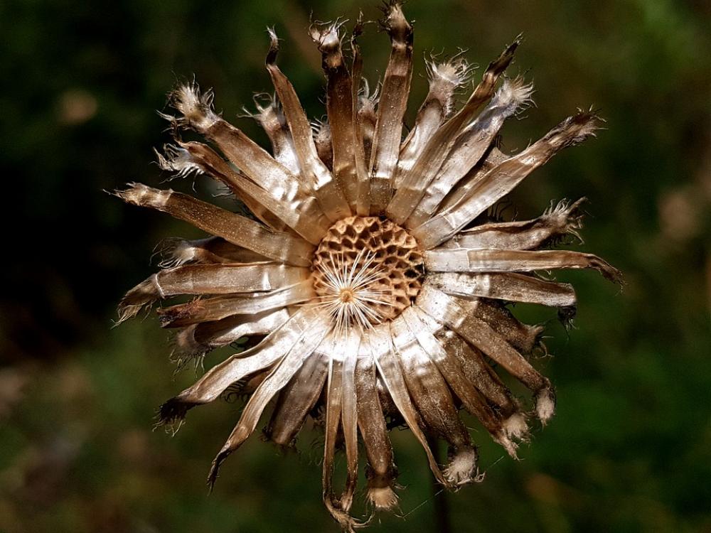 Autumn Trockenblume Faded Nature Close Up Blossom Autumn Trockenblume Faded Nature Close Up Blossom