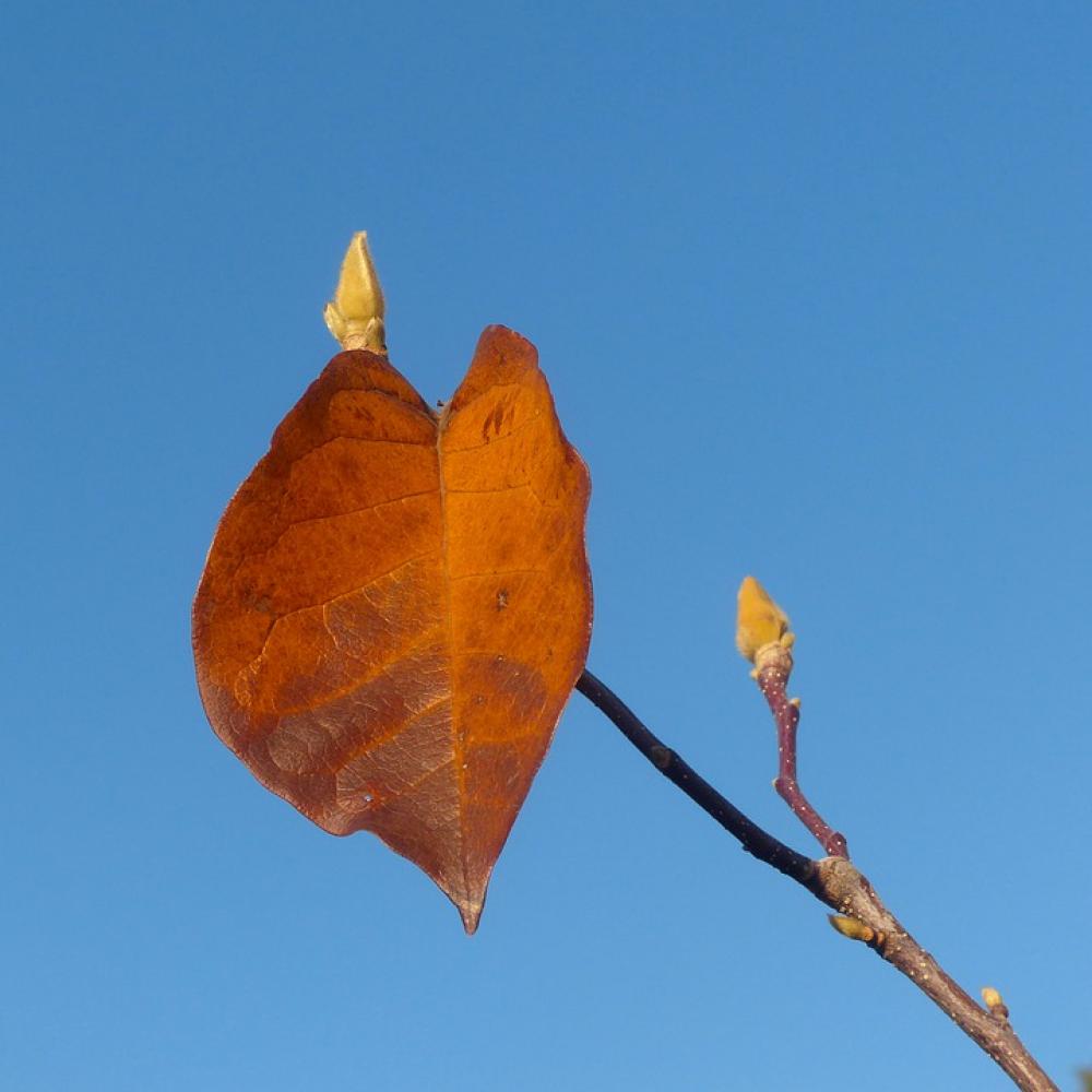 Autumn Leaf Sheet Orange Autumn Heart Tree Mood Autumn Leaf Sheet Orange Autumn Heart Tree Mood