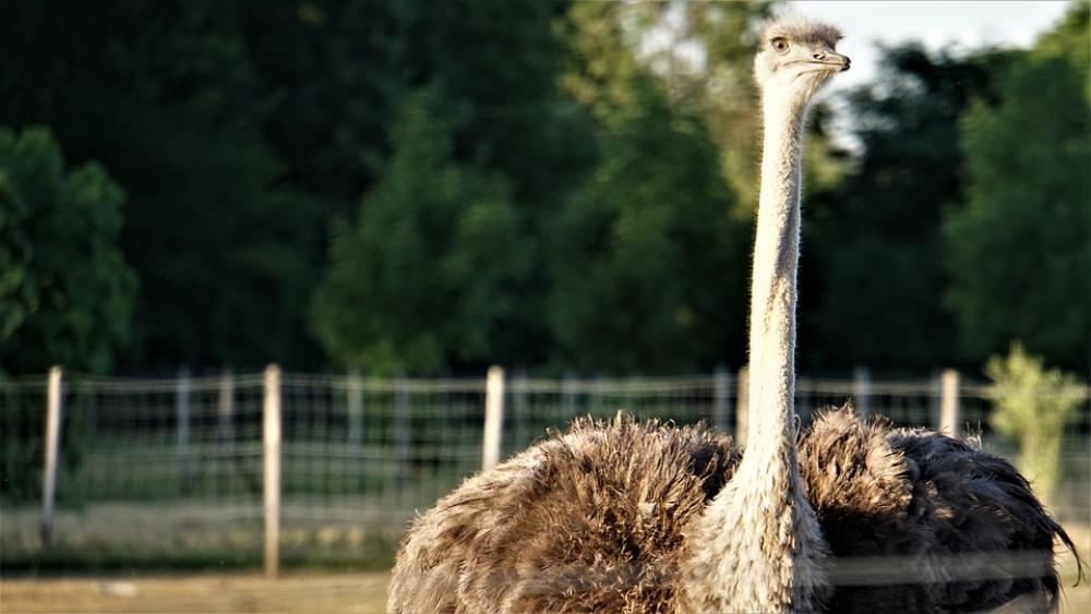 Background Pattern Green Ostrich Farm Fence Background Pattern Green Ostrich Farm Fence