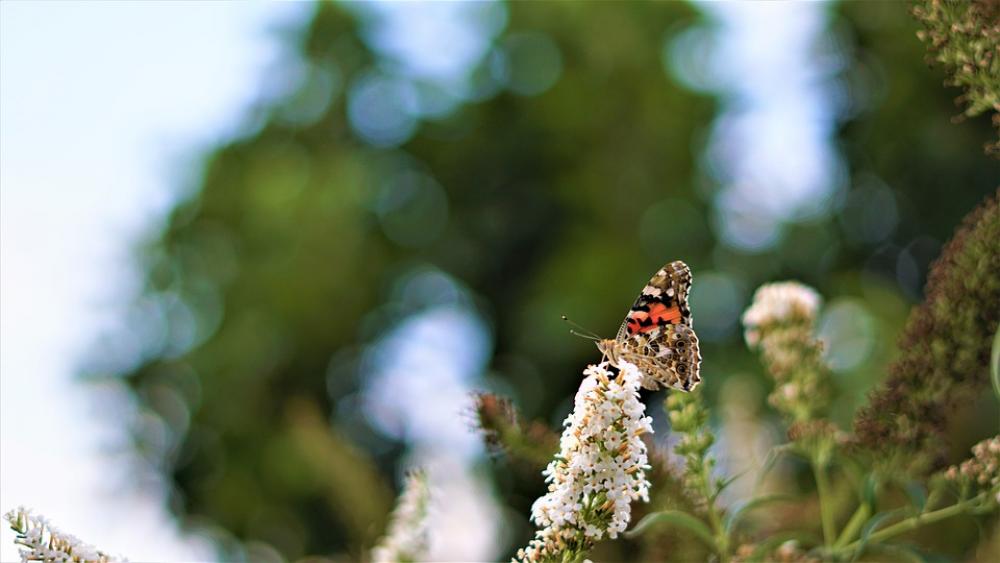 Background Pattern Butterfly Insect Small Color Background Pattern Butterfly Insect Small Color
