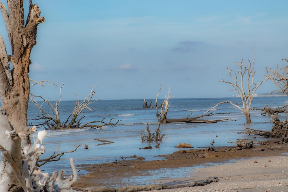 Beach Driftwood Unpopulated Nature Coast Water Beach Driftwood Unpopulated Nature Coast Water