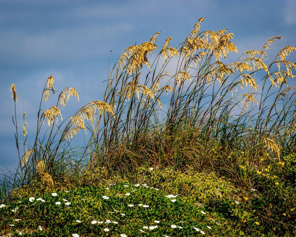 Beach Grass Landscape Sea Nature Summer Dunes Beach Grass Landscape Sea Nature Summer Dunes