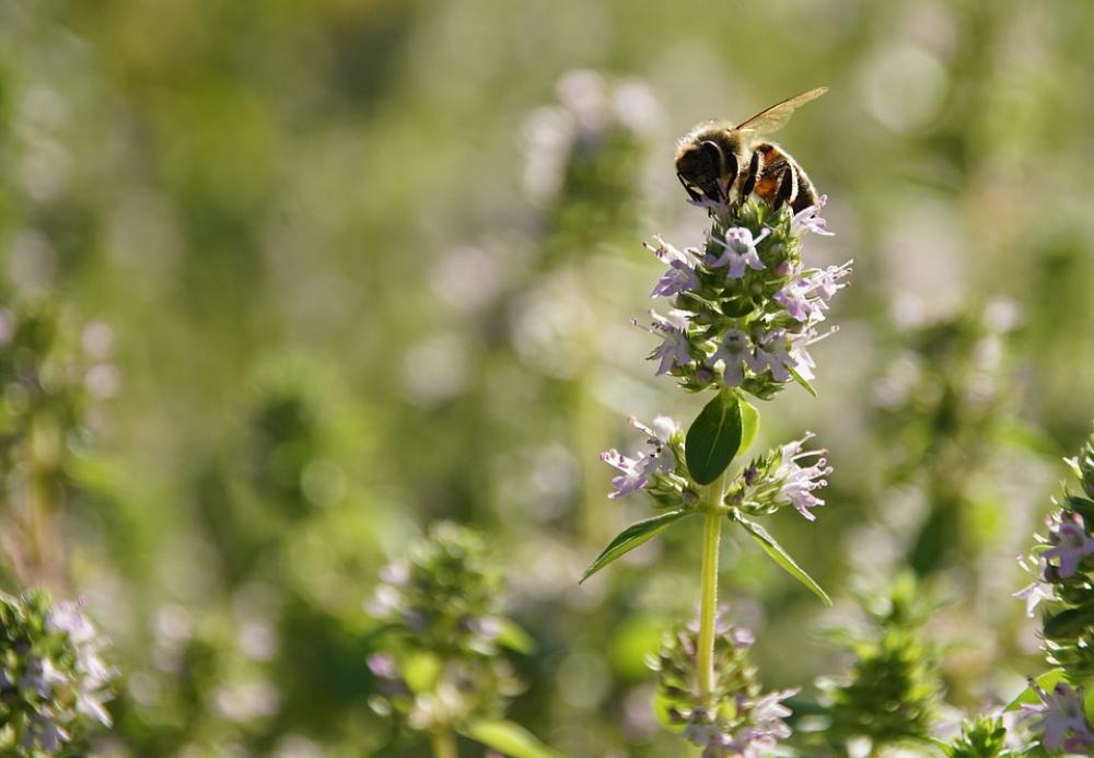 Bee Pollen Meadow Sprinkle Insect Nectar Plant Bee Pollen Meadow Sprinkle Insect Nectar Plant
