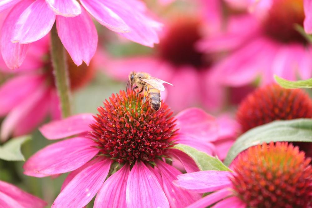 Bee Flowers Lavender Spring Bloom Garden Plant Bee Flowers Lavender Spring Bloom Garden Plant