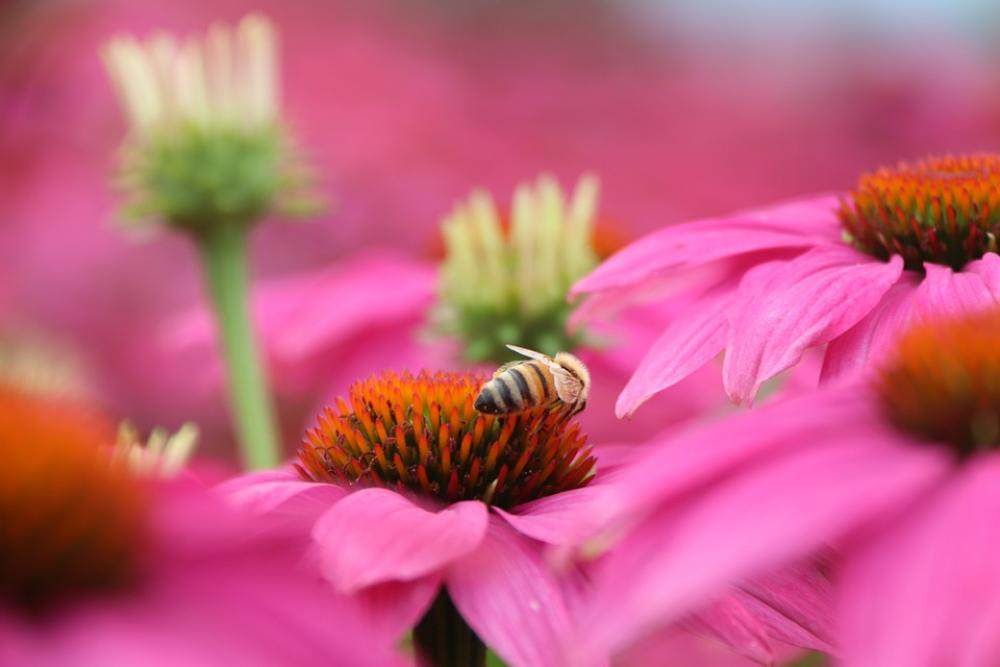 Bee Flowers Nature Summer Blossom Garden Bloom Bee Flowers Nature Summer Blossom Garden Bloom