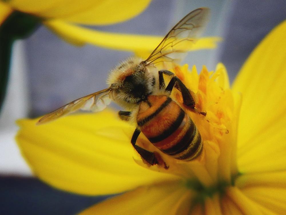 Bee Pollen Pollination Insects Flower Nectar Bee Pollen Pollination Insects Flower Nectar