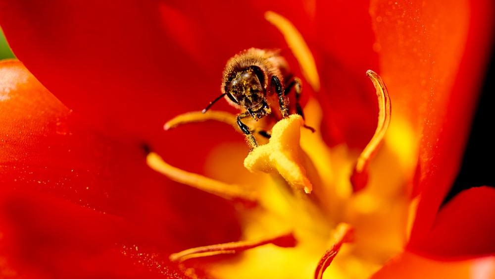 Bee Flower Macro Pollen Nature Blossom Bee Flower Macro Pollen Nature Blossom