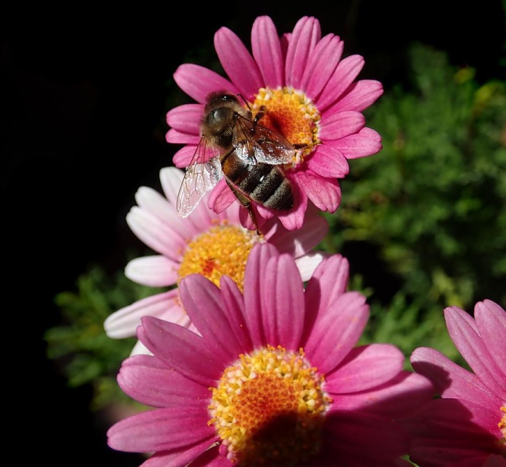 Bee Insect Pollen Daisies Flowers Garden Nature Bee Insect Pollen Daisies Flowers Garden Nature