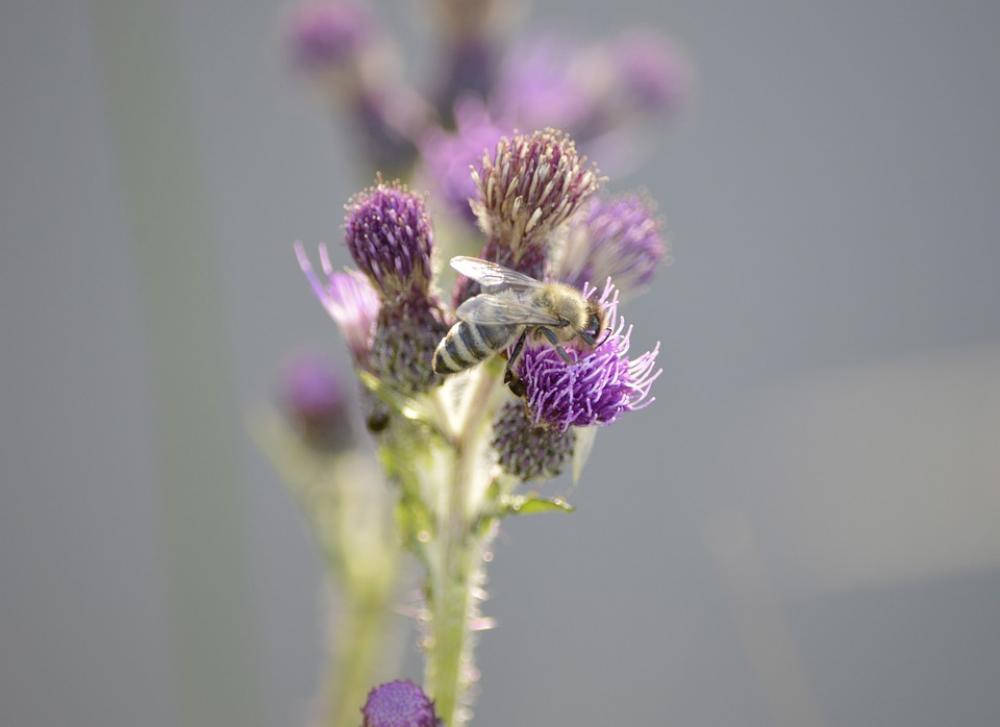 Bee Flower Summer Nectar Garden Pollen Nature Bee Flower Summer Nectar Garden Pollen Nature