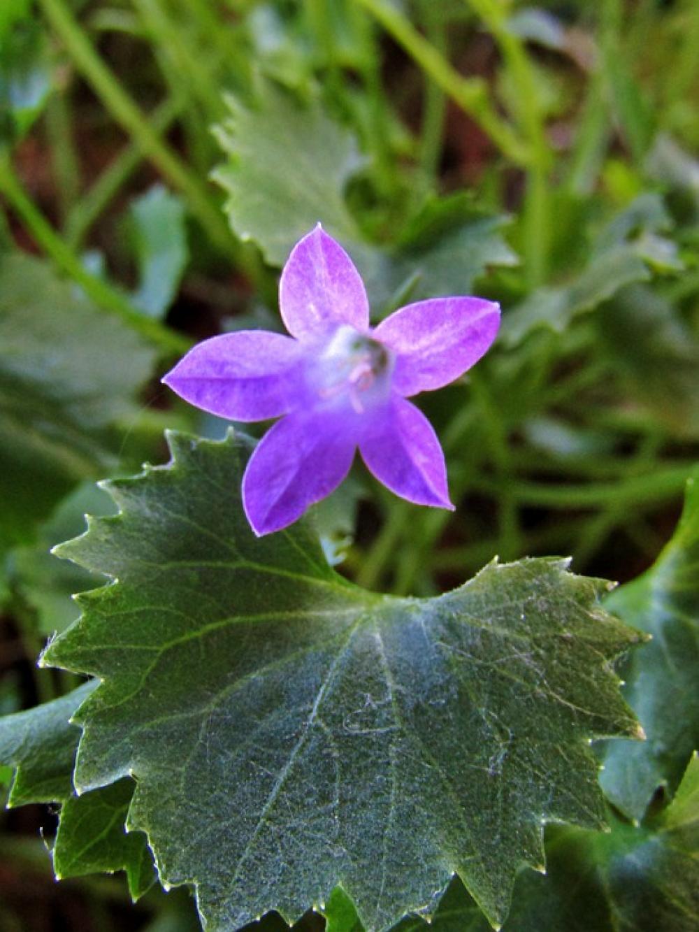 Bellflower Campanula Purple Blossom Bloom Garden Bellflower Campanula Purple Blossom Bloom Garden