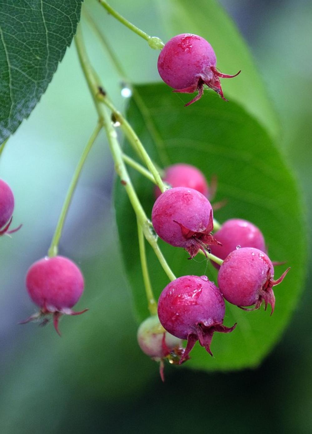 Berries Fruits Summer Tree Ripe Berries Fruits Summer Tree Ripe