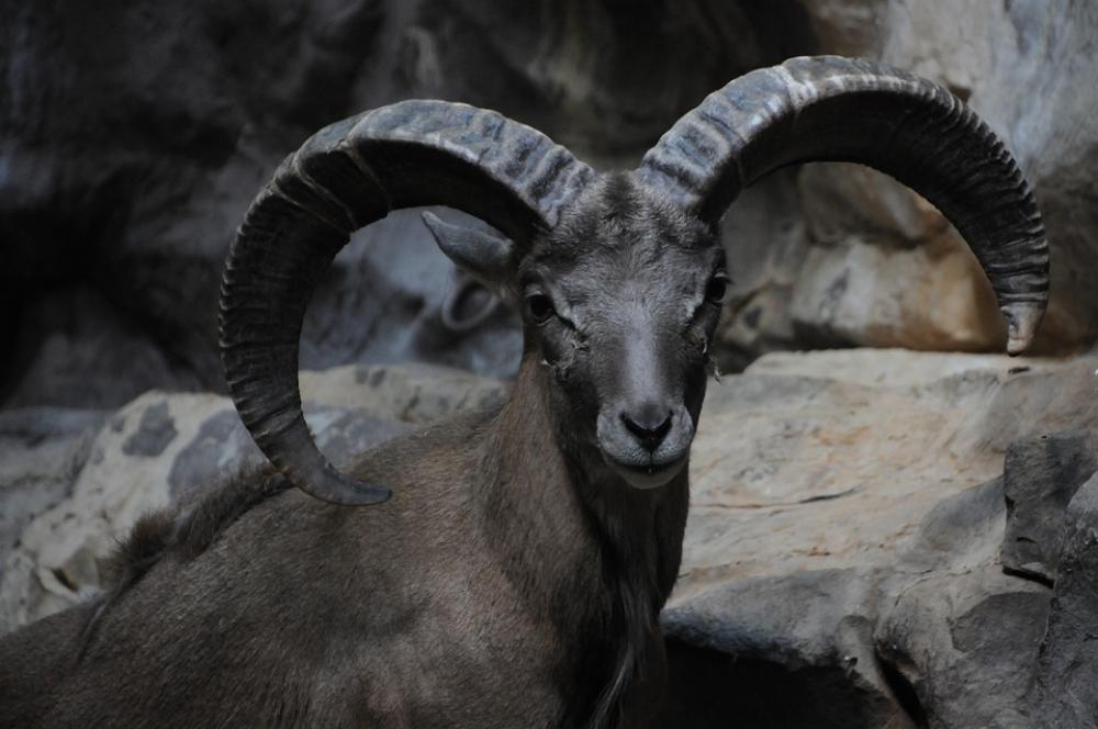 Bighorn Ram Sheep Rocky Mountains Bighorn Ram Sheep Rocky Mountains