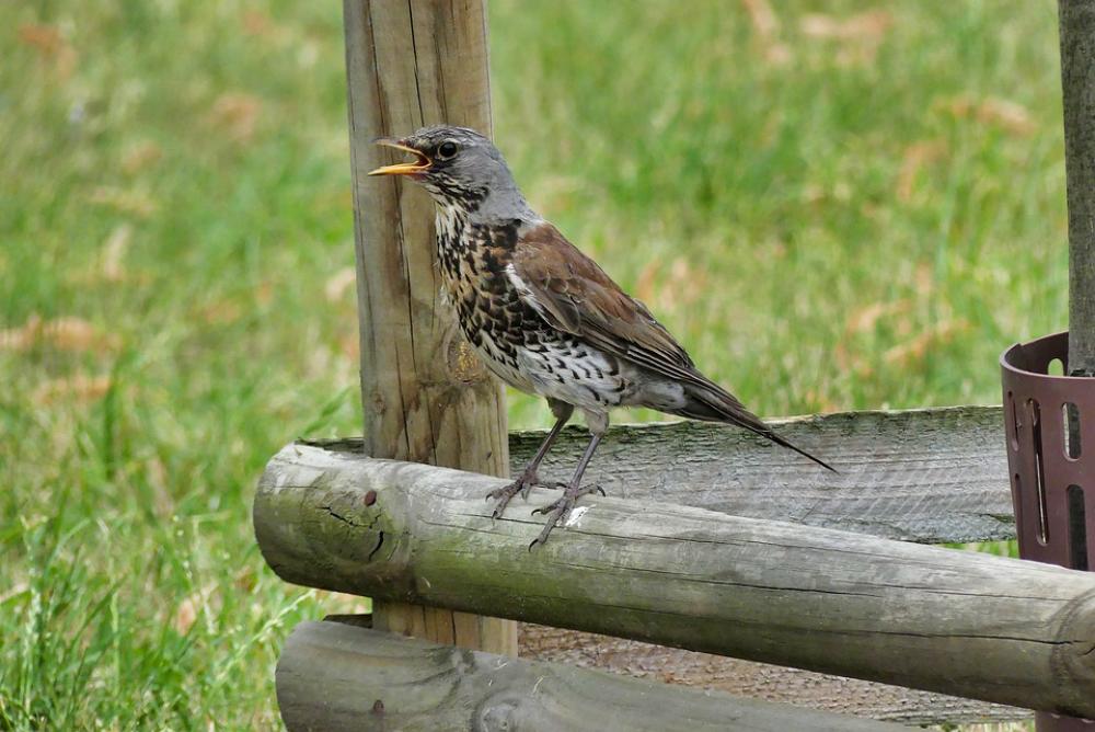 Bird Nature Summer Park Animals Beak Pen Bird Nature Summer Park Animals Beak Pen