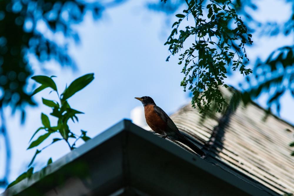 Bird Roof City House Background Bird Roof City House Background