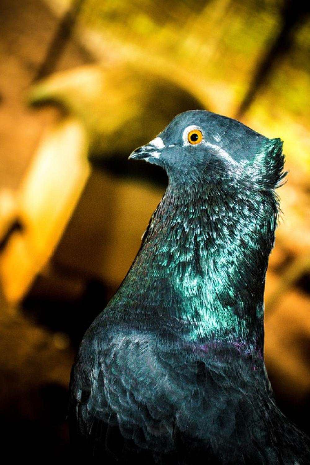 Bird Pigeon Dov Dove Animal Wings Pigeons Flying Bird Pigeon Dov Dove Animal Wings Pigeons Flying