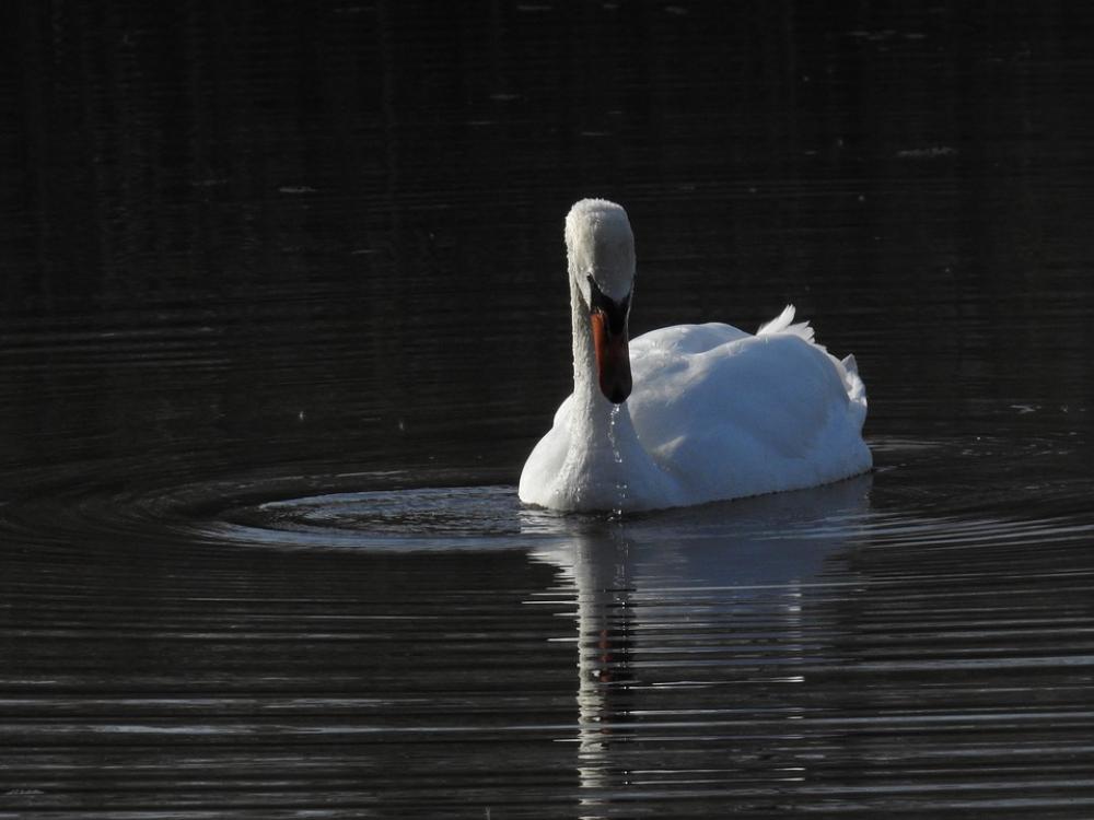 Birds Swan Nature Portrait Birds Swan Nature Portrait