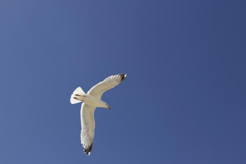Black Headed Gull Seemoeve Gull Sky Water Bird Sea Black Headed Gull Seemoeve Gull Sky Water Bird Sea