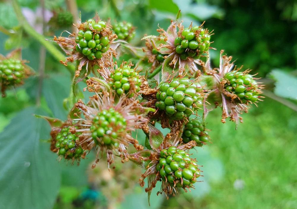 Blackberries Bramble Berries Fruits Plant Nature Blackberries Bramble Berries Fruits Plant Nature