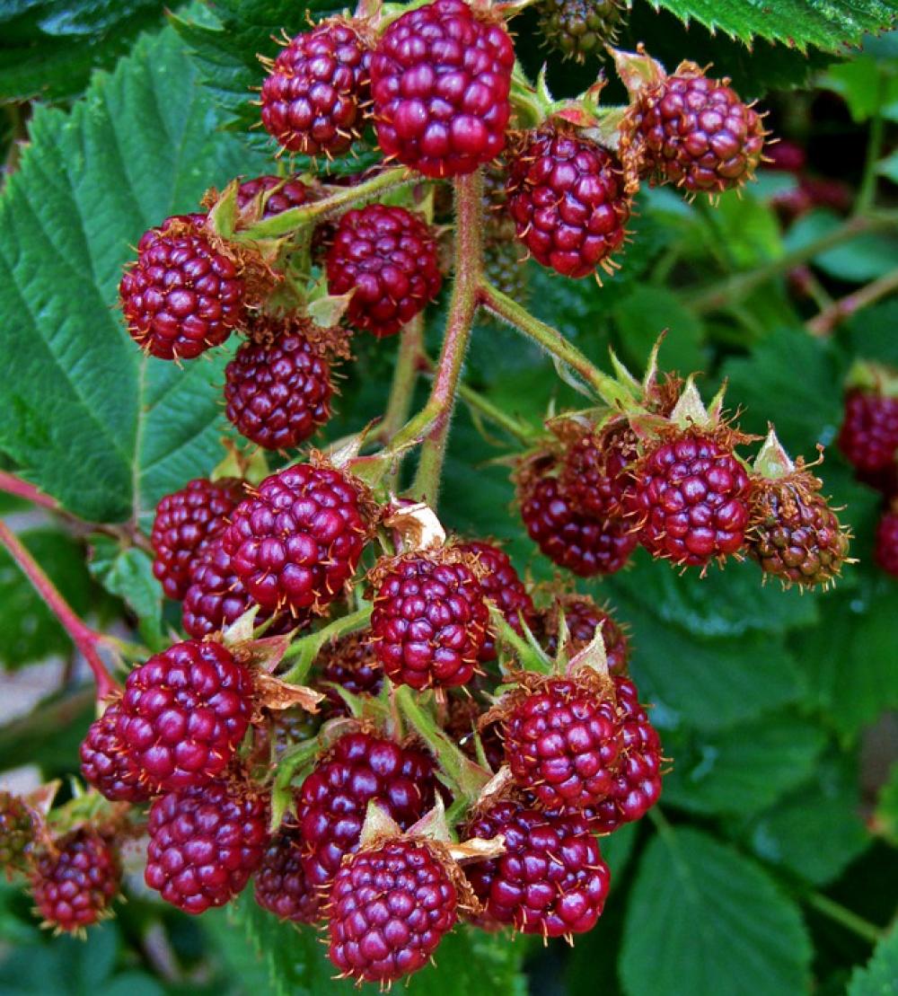 Blackberry Fruit Hedge Fruits Red Ripe Eat Blackberry Fruit Hedge Fruits Red Ripe Eat