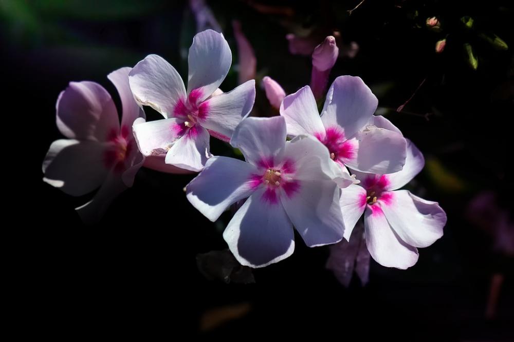 Blossom Bloom Summer Nature Plant Garden Bloom Blossom Bloom Summer Nature Plant Garden Bloom