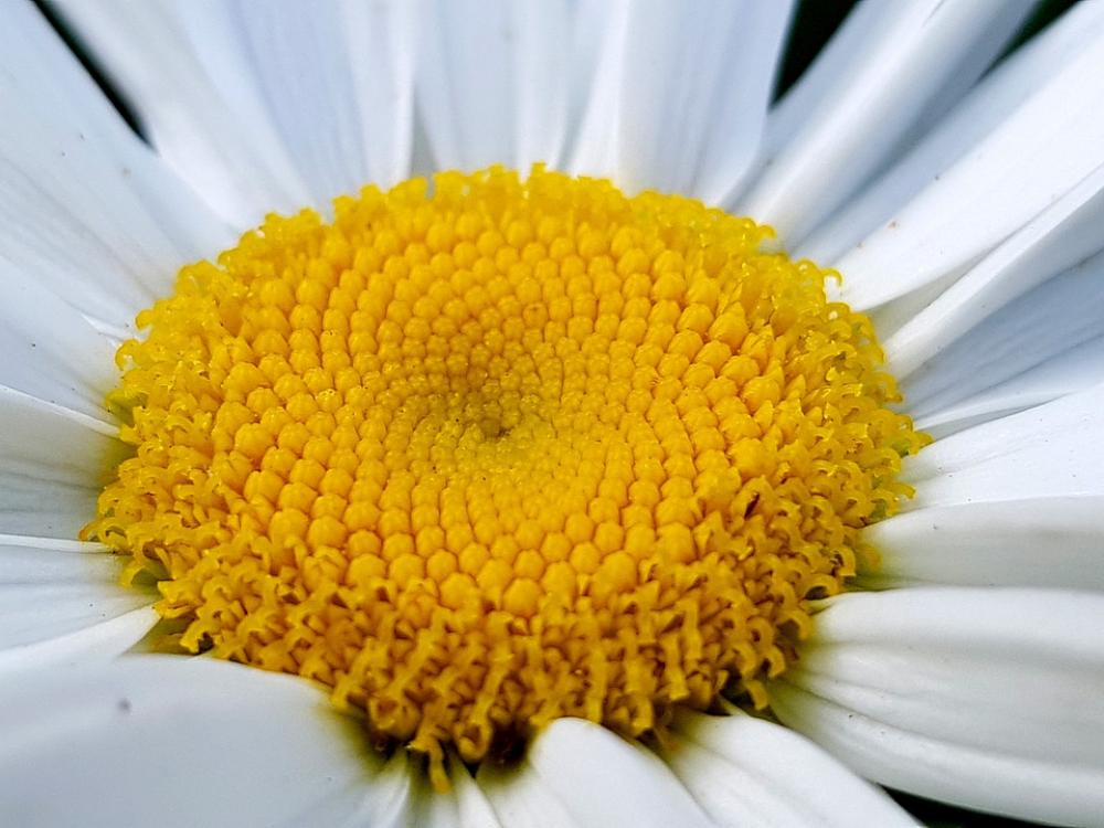 Blossom Bloom Nature Flower Summer Garden Flora Blossom Bloom Nature Flower Summer Garden Flora
