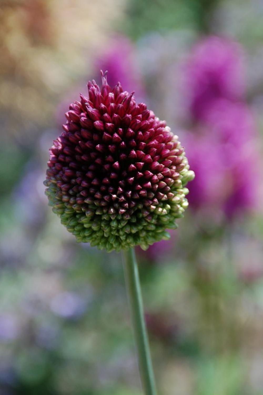 Bol Flower Pattern Nature Purple Green Plant Bol Flower Pattern Nature Purple Green Plant