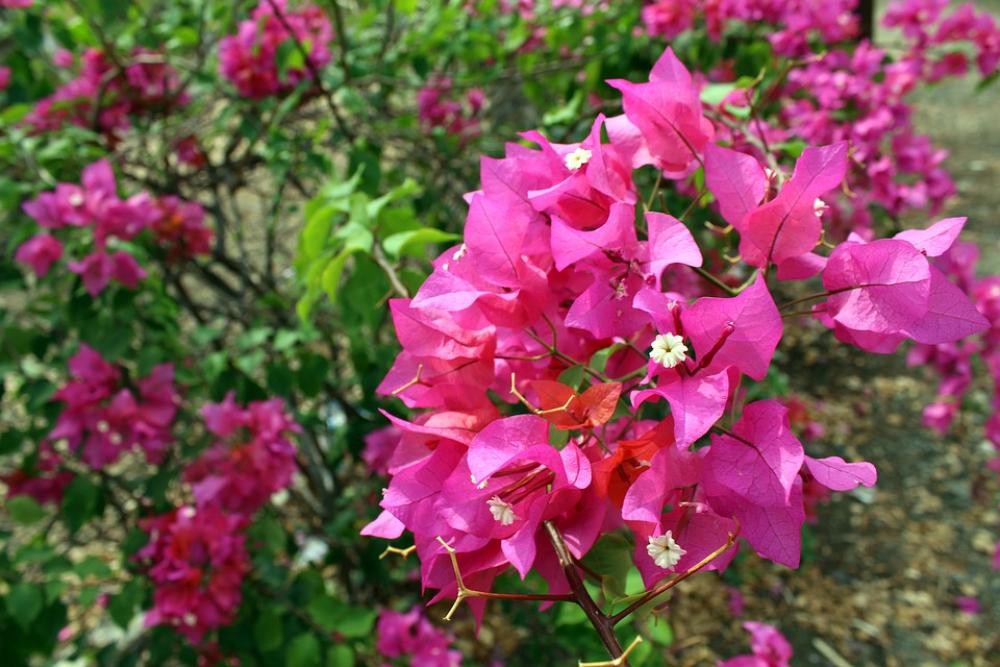 Bouganvilla Summer Bougainvillea Mediterranean Bouganvilla Summer Bougainvillea Mediterranean