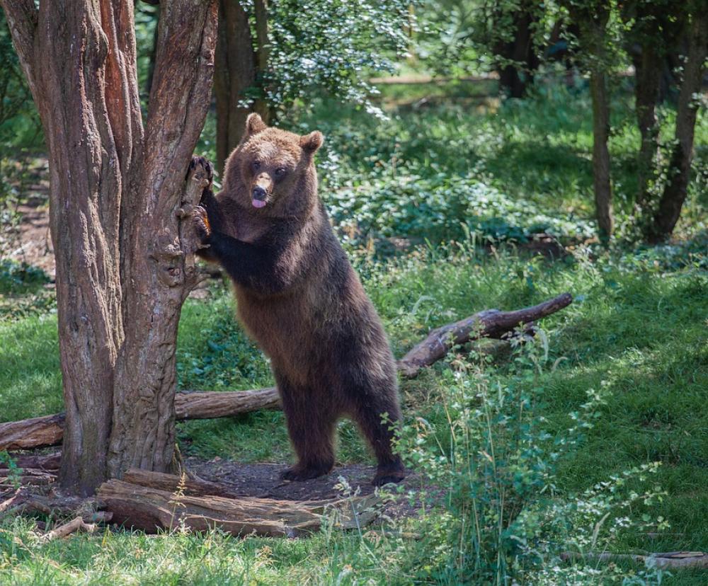 Brown Bear In A Tree Brown Bear Forest Bear Brown Brown Bear In A Tree Brown Bear Forest Bear Brown