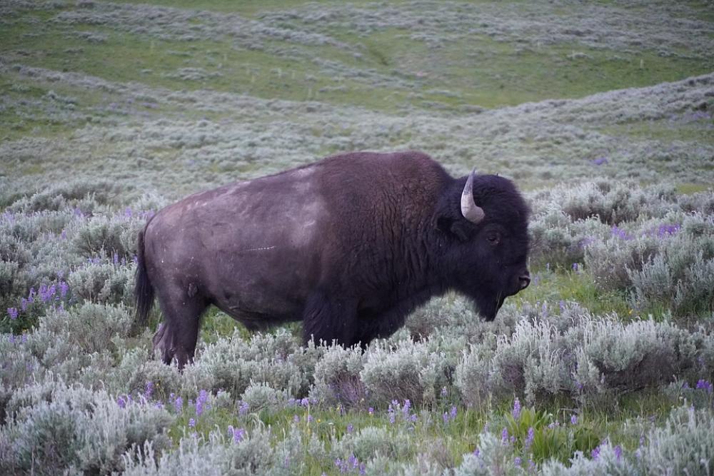 Buffalo Bison Yellowstone Wyoming Buffalo Bison Yellowstone Wyoming