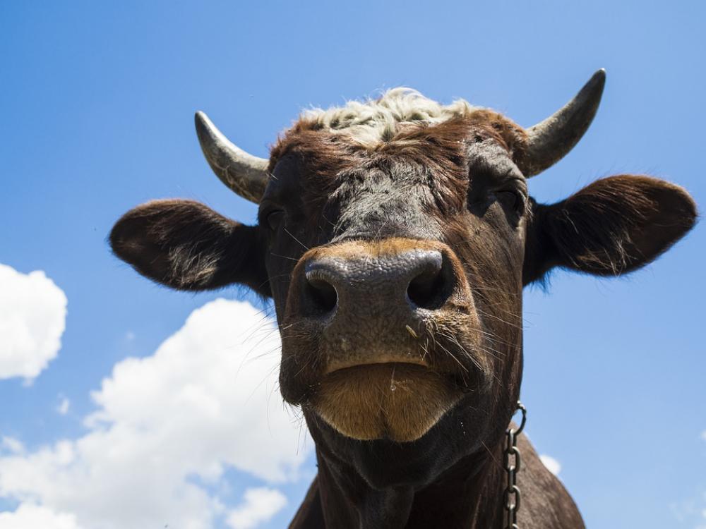 Bull The Horn Of Africa Cow Meadow Mammal Nature Bull The Horn Of Africa Cow Meadow Mammal Nature