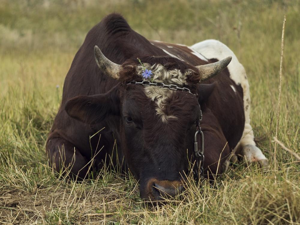 Bull Cow The Horn Of Africa Farm Cattle Nature Bull Cow The Horn Of Africa Farm Cattle Nature