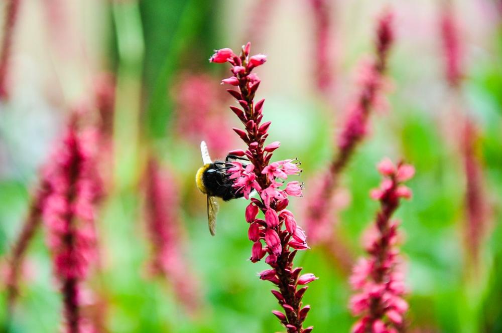 Bumblebee Pink Flower Flower Insect Garden Bumblebee Pink Flower Flower Insect Garden