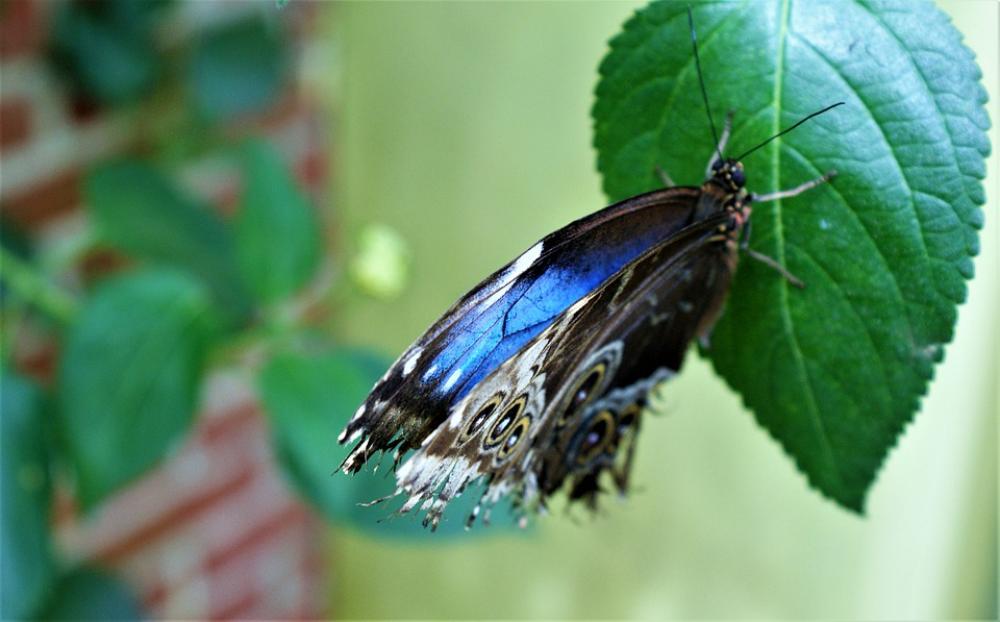 Butterfly Blue Sheet Bug Animal Wing Pattern Butterfly Blue Sheet Bug Animal Wing Pattern