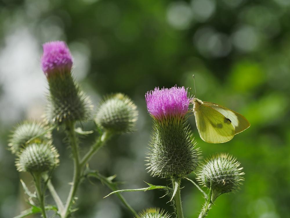Butterfly Diestel Close Up Flight Insect Flower Butterfly Diestel Close Up Flight Insect Flower