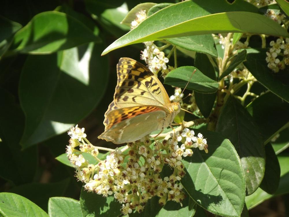 Butterfly Summer Nature Animal Flower Spring Butterfly Summer Nature Animal Flower Spring
