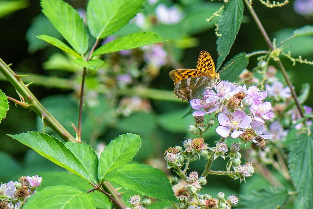 Butterfly Fritillary Insect Blackberry Eco System Butterfly Fritillary Insect Blackberry Eco System