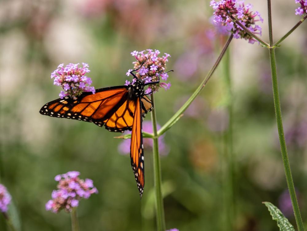 Butterfly Flower Purple Wing Garden Insect Nature Butterfly Flower Purple Wing Garden Insect Nature