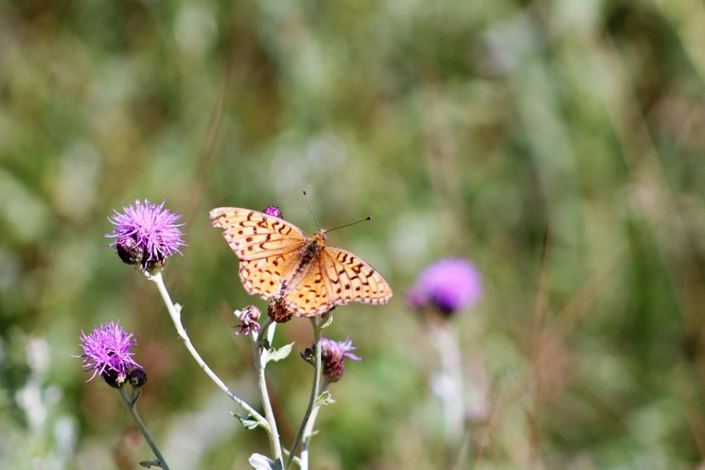 Butterfly Monarch Insect Nature Animal Colorful Butterfly Monarch Insect Nature Animal Colorful