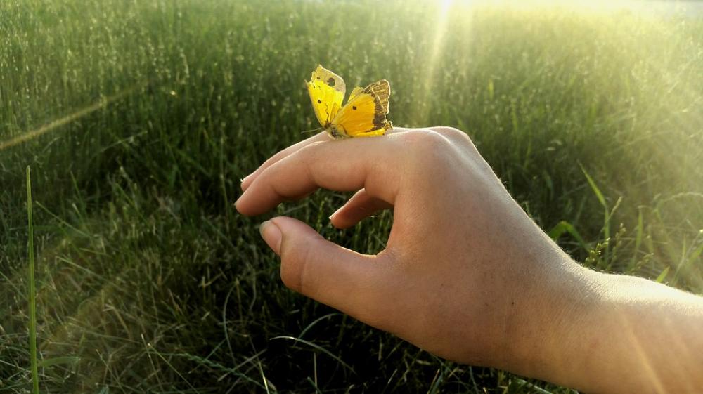 Butterfly Hand Summer Design Cute Happy Young Butterfly Hand Summer Design Cute Happy Young