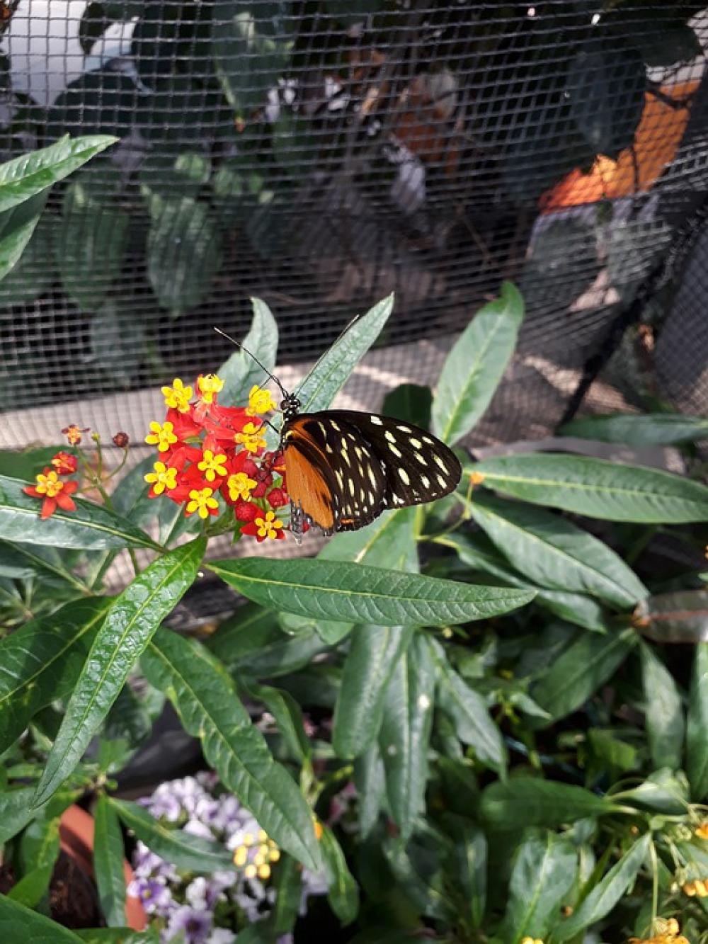 Butterfly Nature Insect Summer Animal Wing Butterfly Nature Insect Summer Animal Wing