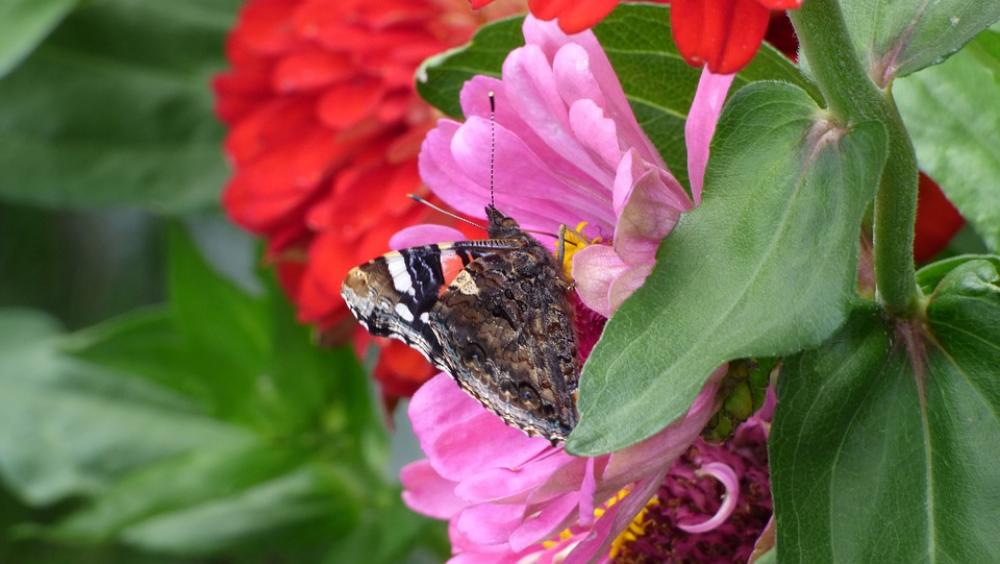 Butterfly Garden Flower Butterfly Garden Flower
