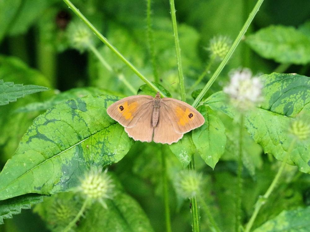 Butterfly Meadow Birds Insect Nature Blossom Bloom Butterfly Meadow Birds Insect Nature Blossom Bloom