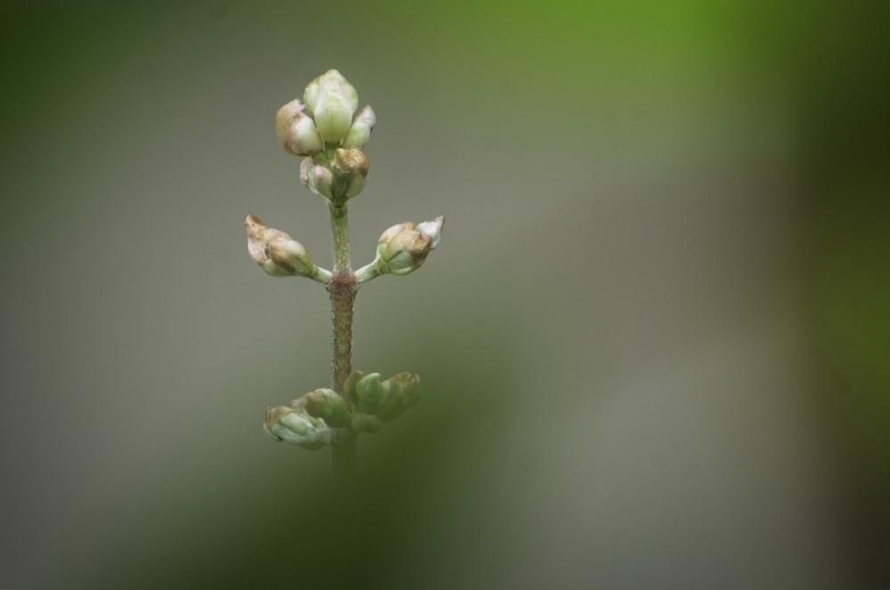 Button Flower Green Peace Plant Nature Garden Button Flower Green Peace Plant Nature Garden